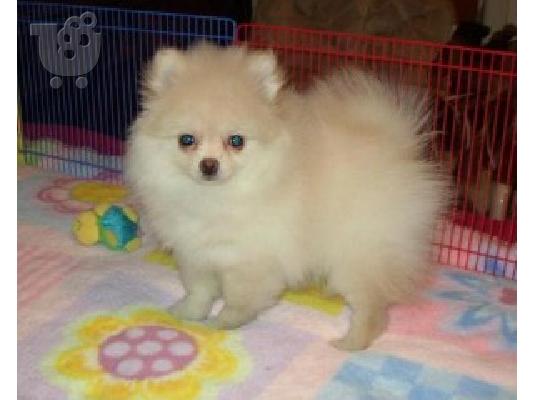 Καταπληκτικά κουτάβια από Pomeranian!